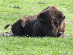 Beautiful, cute and brown bison on the green grass in Kurozweki, Poland