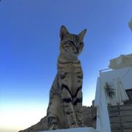 tabby Cat at evening sky