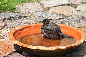 Blackbird Songbird