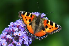 Butterfly Summer Lilac Buddleja