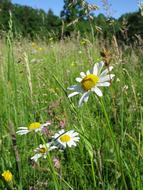 Flower Meadow Grass