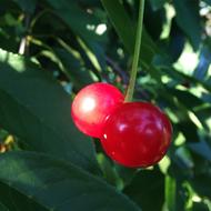 two sweet berries