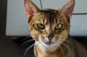 abyssinian cat with green eyes