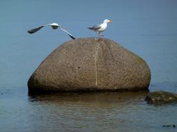 two Seagulls on waterside