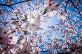 Cherry Blossoms Pink