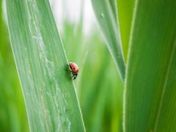 Lady Bug Grass Leaf Green