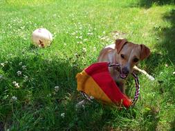 Dog having Fun with The Ball