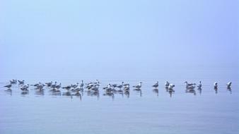 flock of Seagulls Mirroring on water at Fog