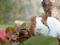 charming Guinea Pig Pet