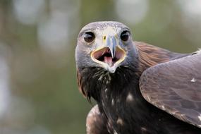 macro photo of a golden eagle with an open beak