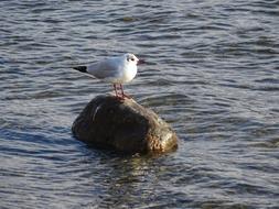 bird on a stone on the water