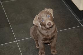 Weimaraner, Puppy dog looking up