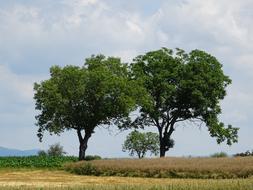 Trees Cornfield Field