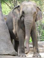 Elephant in Wildlife Nature