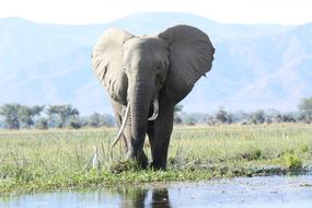 Wild Elephant Wildlife Nature