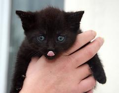 black kitten in hand close-up on a blurred background