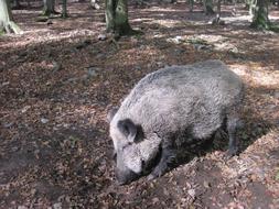 Boar Nature Forest