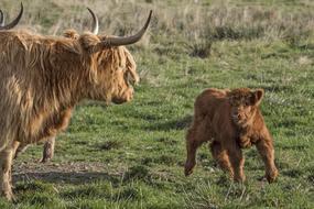 gorgeous Galloway Beef \