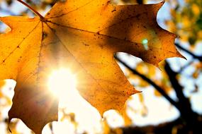 autumn leaf lit by the sun