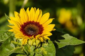 Sunflower Flower Bloom