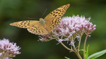 Butterfly Nature