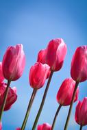 Tulips Flower