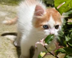 little kitten in the garden