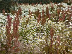 Prairie Wild Flowers