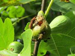 Wasp Fig Evészet