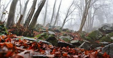 Autumn Nature Forest