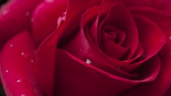 water droplets on velvet rose petals