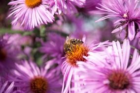 incredible Bee Pollination