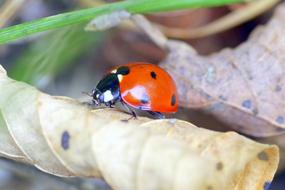 ladybug on the dry leaf