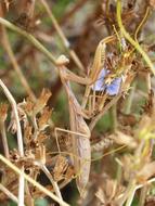 incredibly cute Mantis Religiosa Insect
