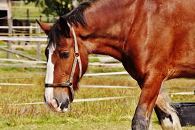 incredibly cute Shire Horse Big