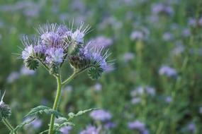 Flower Meadow Blossom