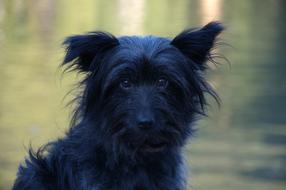 gorgeous Dog Black Face