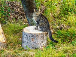 big tabby cat sits on a stump