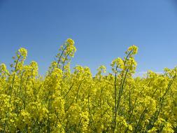 Oilseed Rape Bloom Field