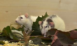 two gray-white rats in green leaves