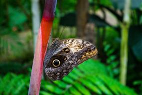 Butterfly Nature Colors