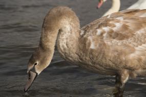 wild brown swan