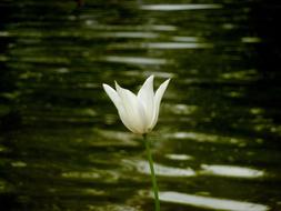 Flower Water Close Up