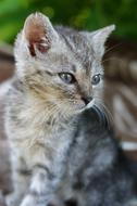 cute grey small kitten