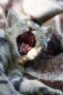 portrait of a yawning kitten