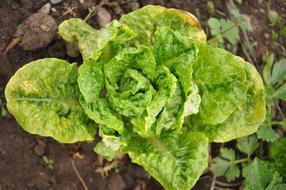 green fresh cabbage