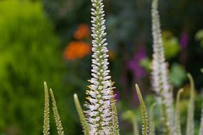 Honorary Award Plant White