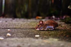 brown Mouse with food outdoor