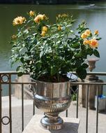 Plant Rose Pot