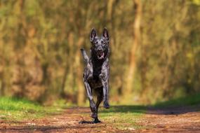 gorgeous Herder Action Dog